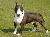 Bull Terrier thumbnail